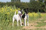 FOX TERRIER POIL LISSE 163